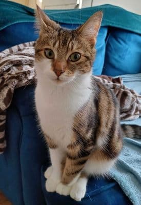 Cat image of Bubbles