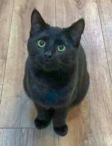 Cat image of Millie