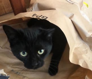 Cat image of Molly