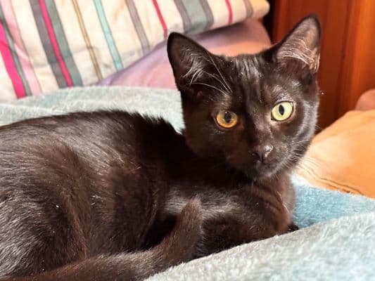 Cat image of Prince