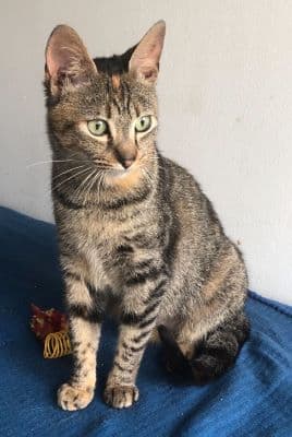 Cat image of Tabitha